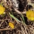 Tussilago