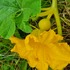 Pumpablomma-2